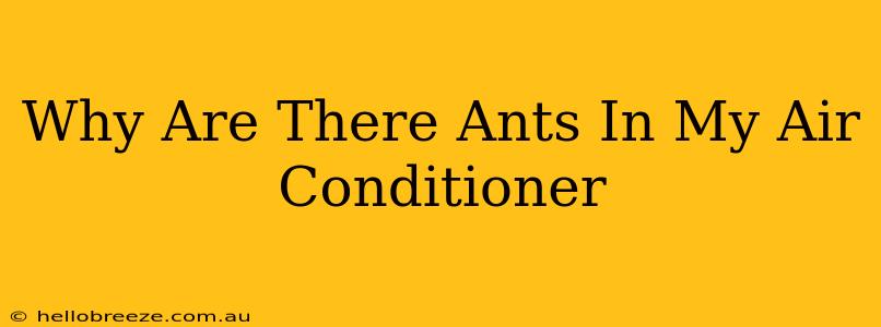 Why Are There Ants In My Air Conditioner